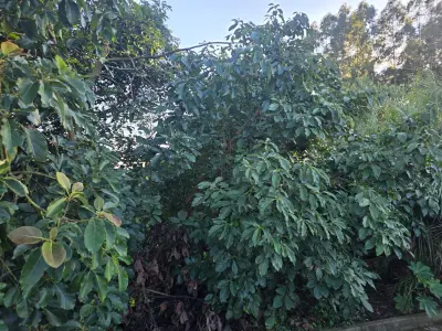 LOTE 021 - terreno urbano medindo 360 m2, sem benfeitorias, situado na Rua Alberto Antônio Gozzi,, Lote nº 02, da quadra nº 82, na Matrícula nº 5.311