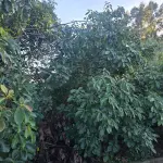 LOTE 021 - terreno urbano medindo 360 m2, sem benfeitorias, situado na Rua Alberto Antônio Gozzi,, Lote nº 02, da quadra nº 82, na Matrícula nº 5.311